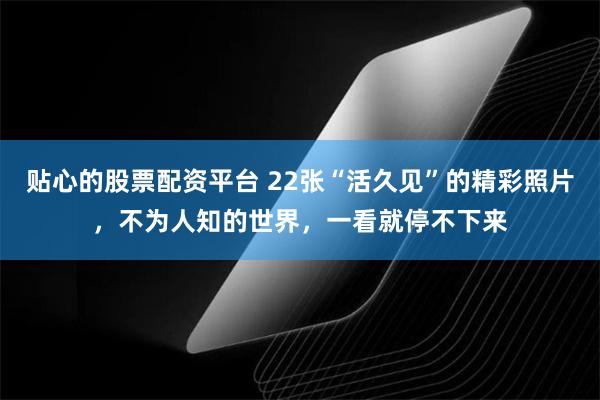 贴心的股票配资平台 22张“活久见”的精彩照片，不为人知的世界，一看就停不下来